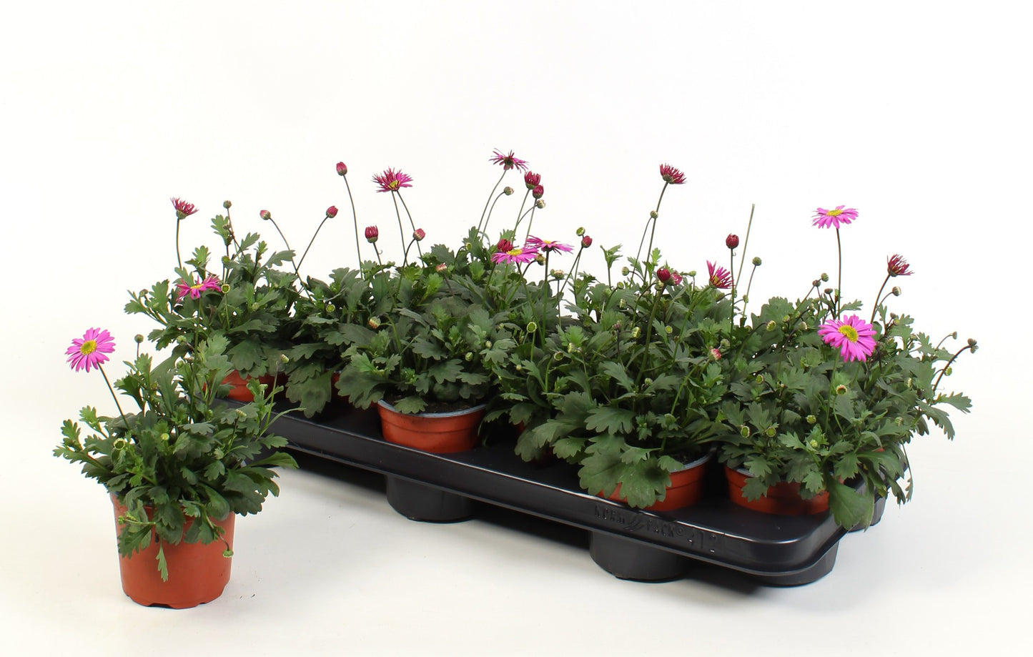Brachyscome overig 15cm 510cm Pot