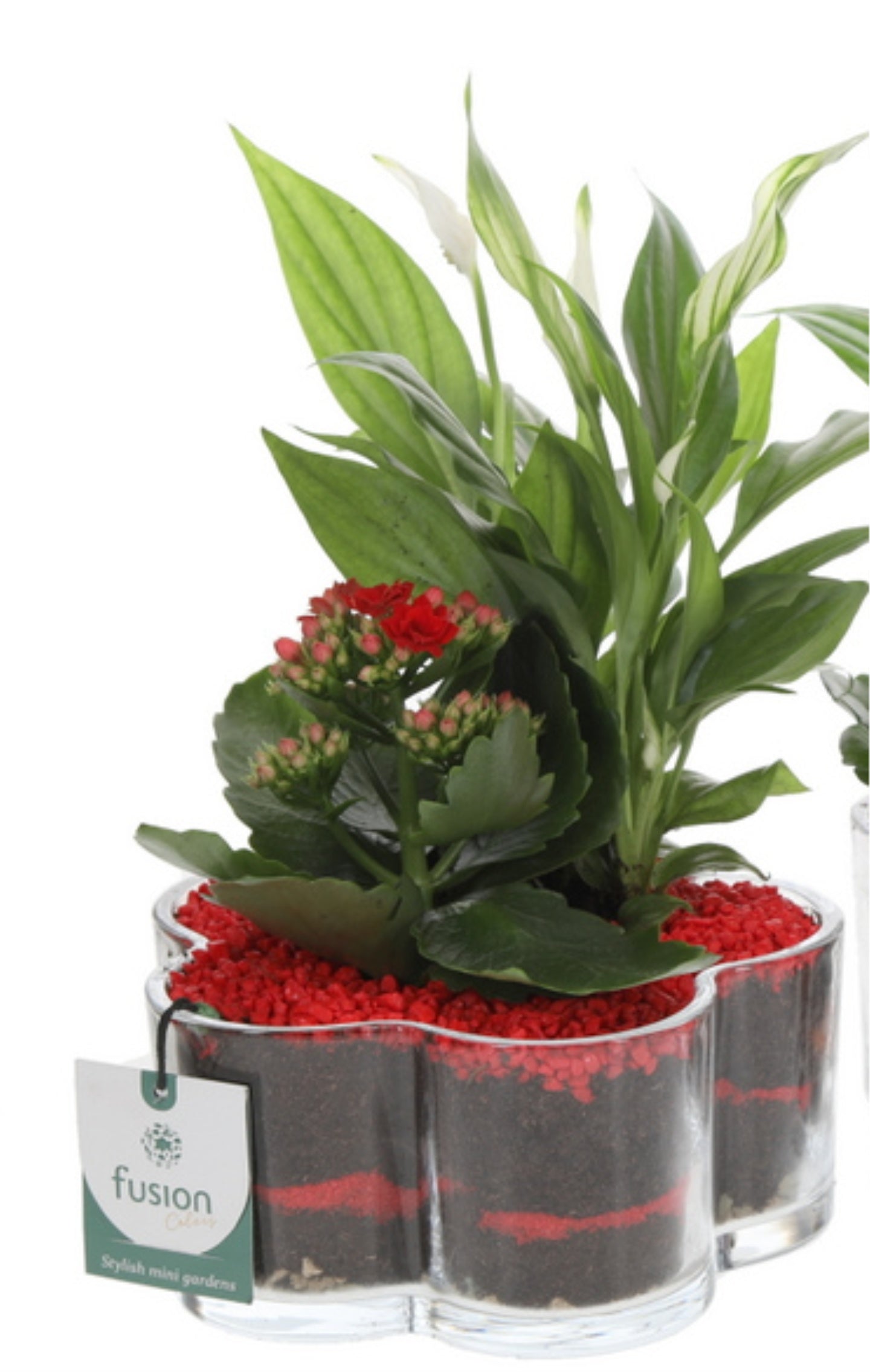 Glas Bloemschaalmet arrangement Rood 25cm 18cm Pot