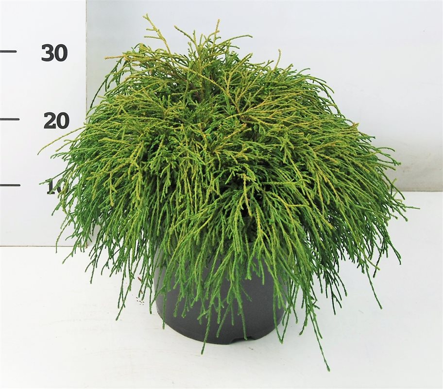 Chamaecyparis Filifera Nana 45cm 23cm Pot