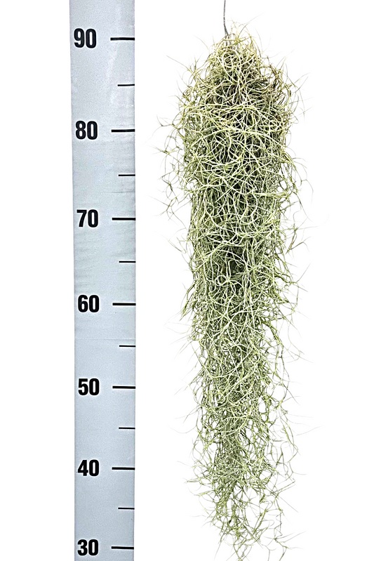 Tillandsia usneoides 50cm 5cm Pot