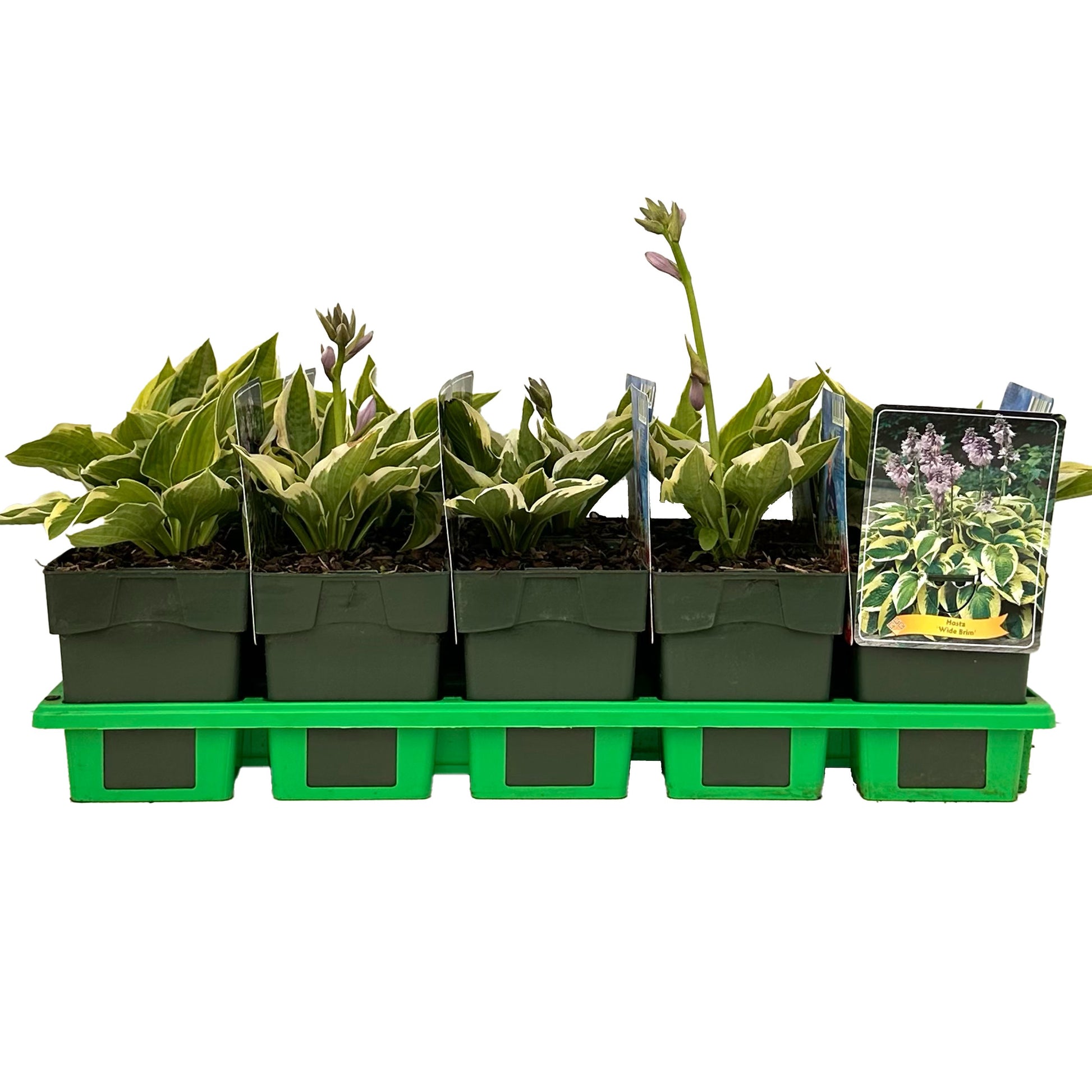 Gebr. Griffioen Hosta Wide Brim Pack of 10