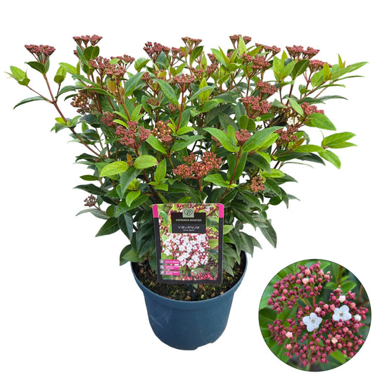 Viburnum tinus Spirit 55cm 23cm Pot