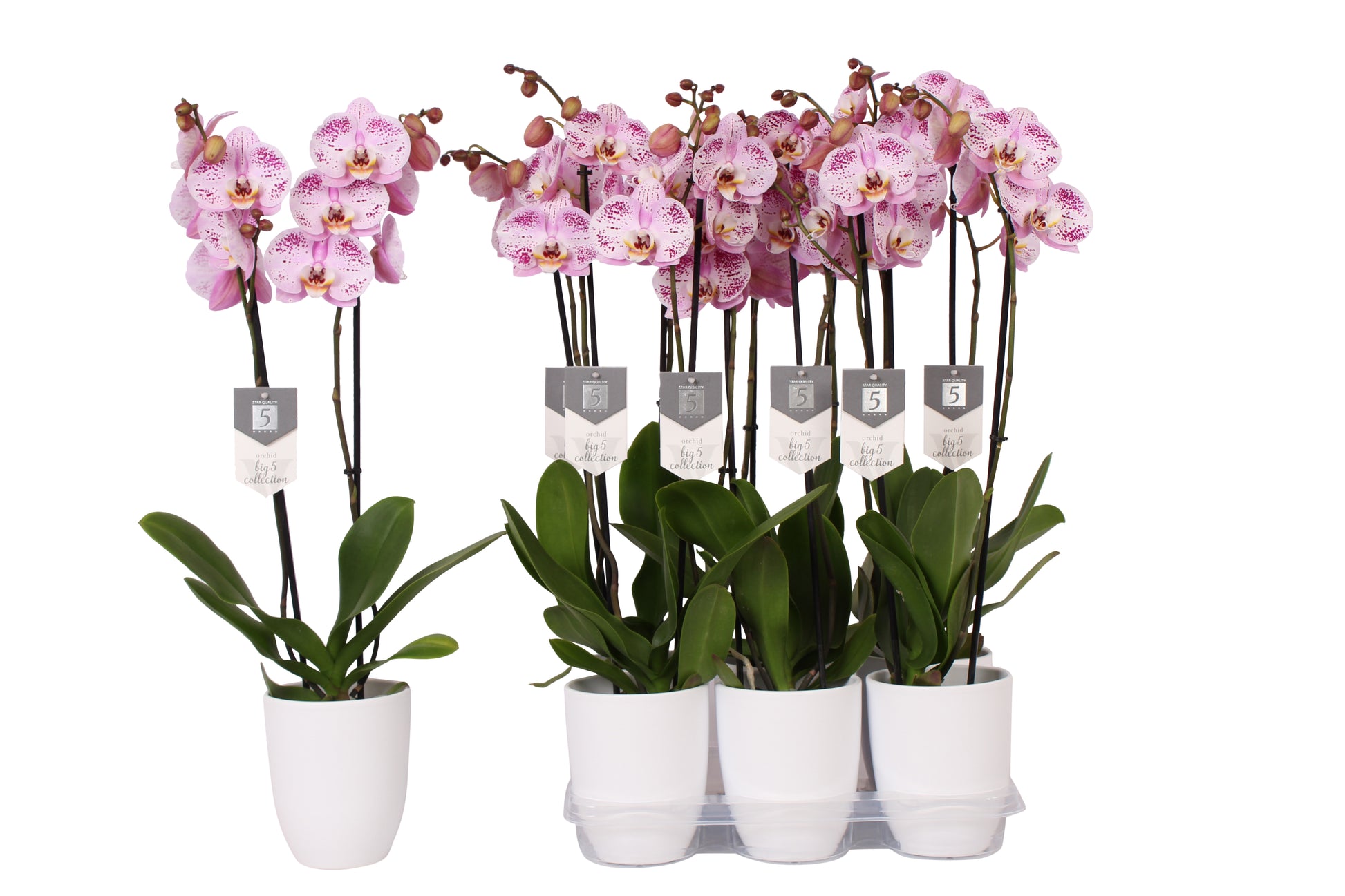 Phalaenopsis Spotted World 60cm 12cm Pot
