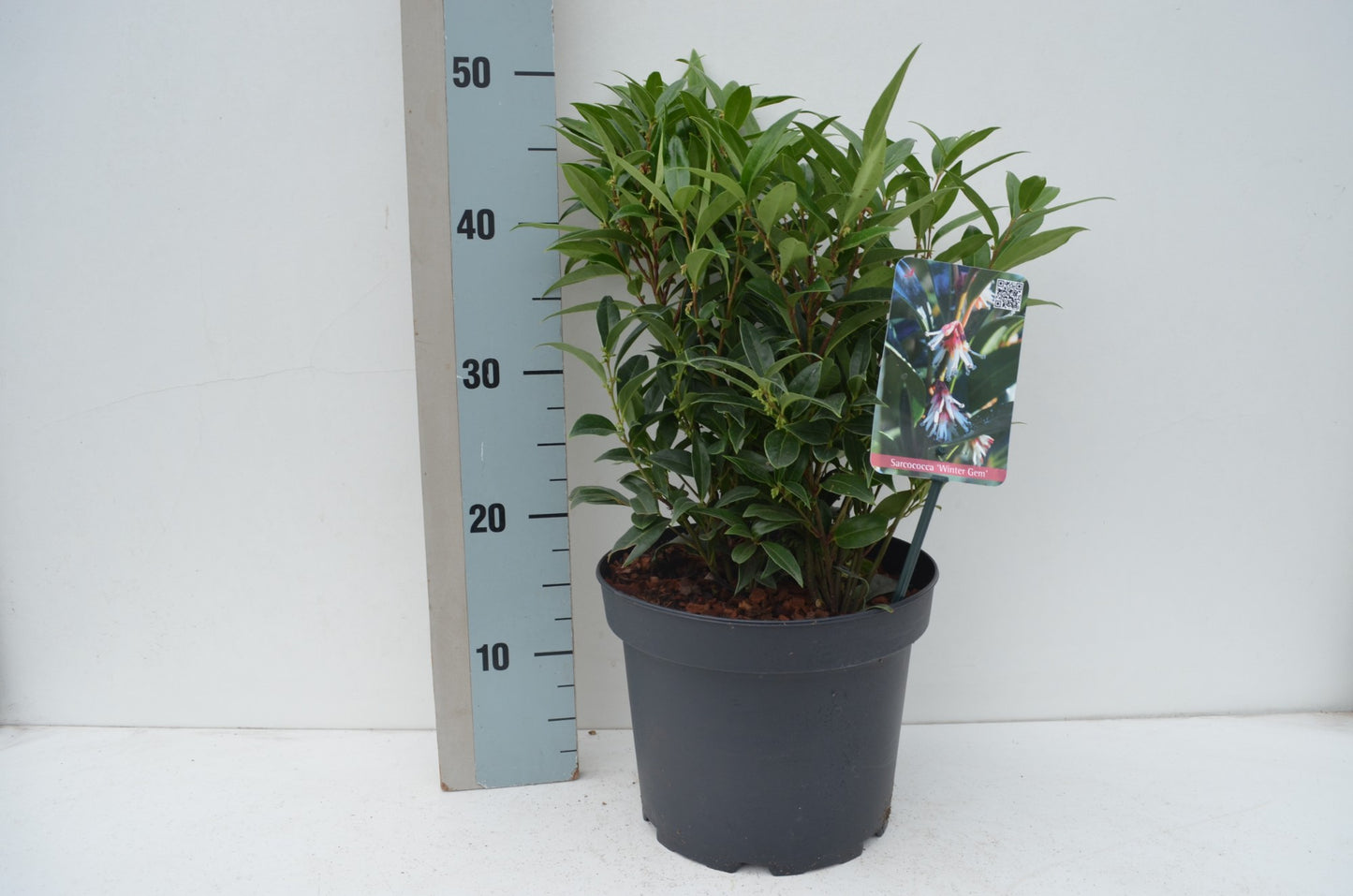 Sarcococca Winter Gem 55cm 23cm Pot
