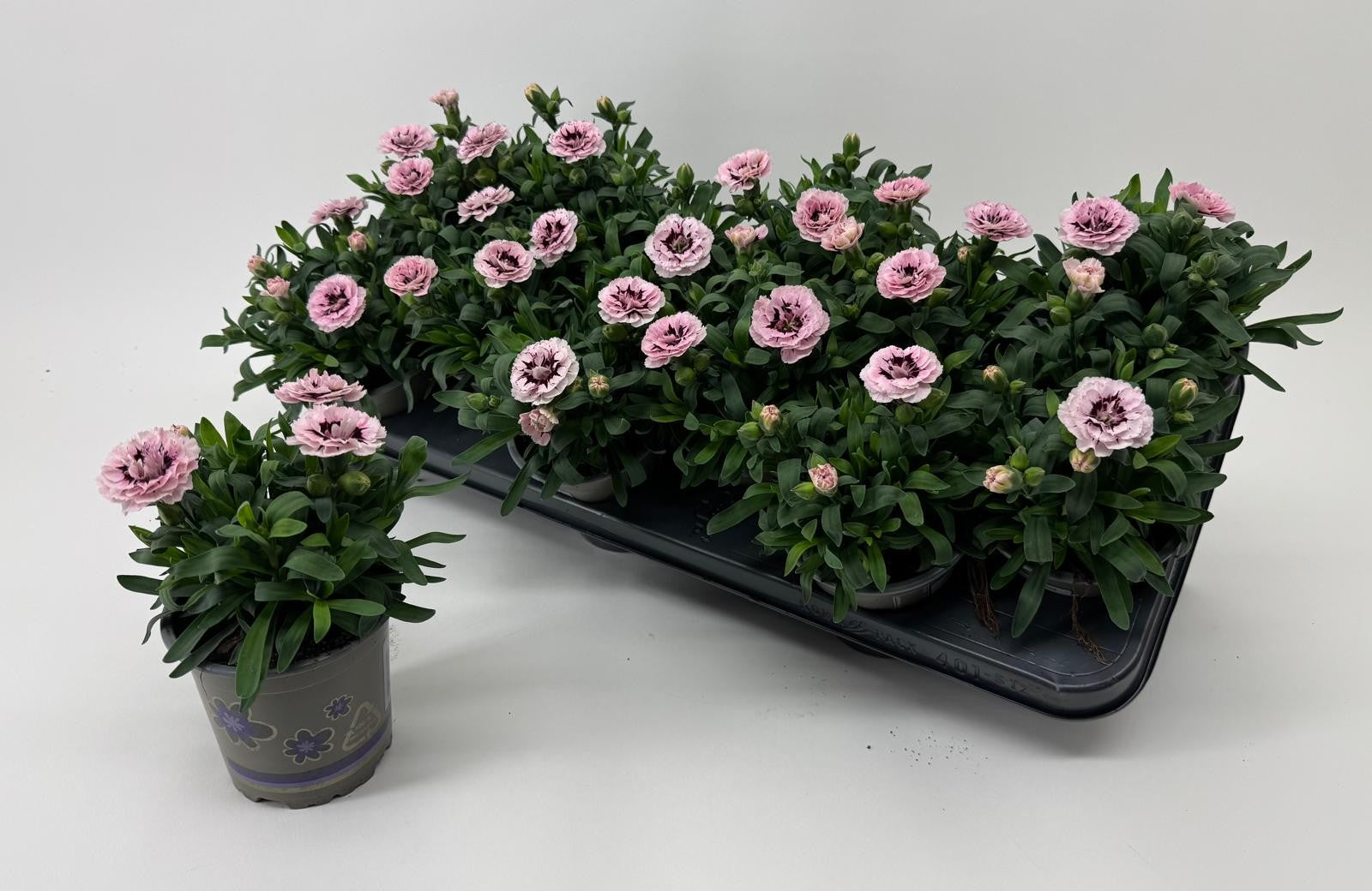 Wensen Potplanten Dianthus Oscar Purple Star Pack of 12