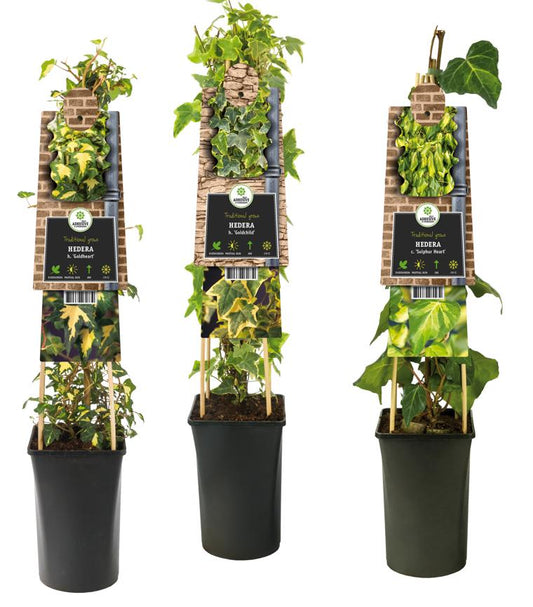 Hedera mix tray 17cm Pot
