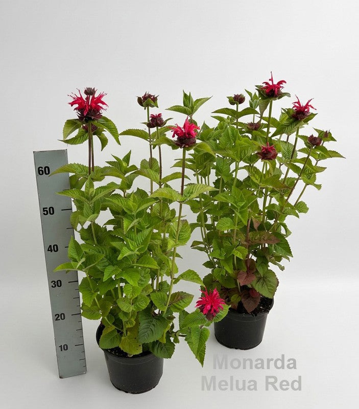 Monarda didyma 75cm 19cm Pot