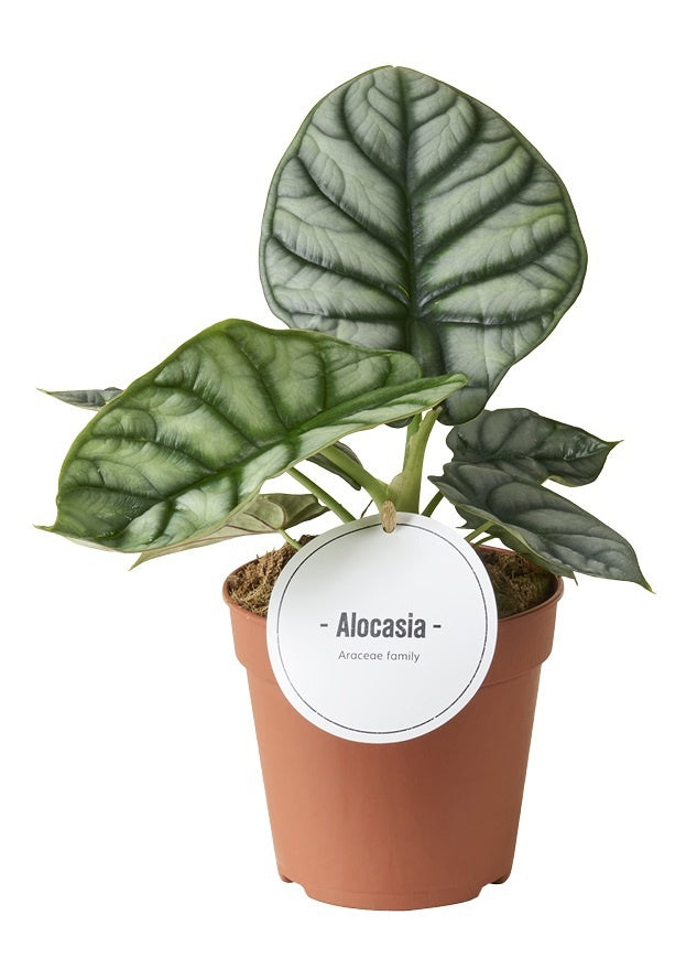 Alocasia amazonica 25cm 12cm Pot
