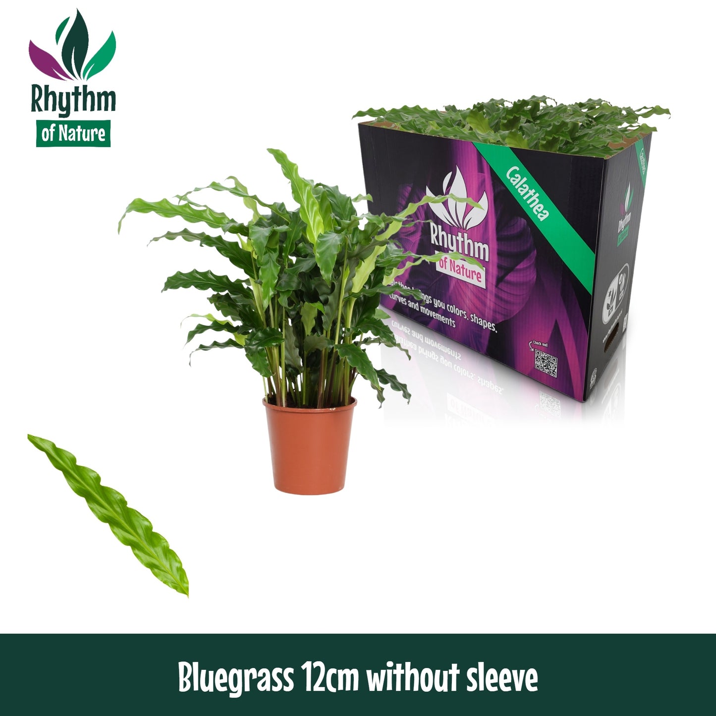 Calathea Blue Grass 40cm 12cm Pot