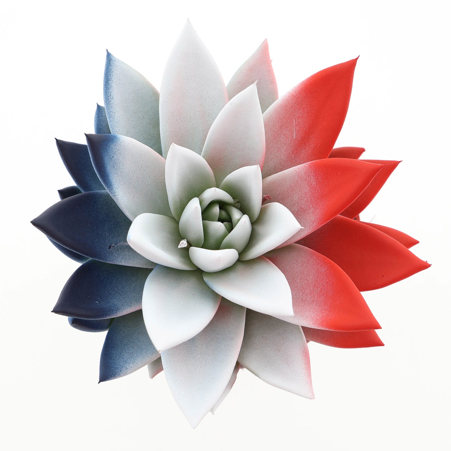 Rainbow France 12cm 10.5cm Pot