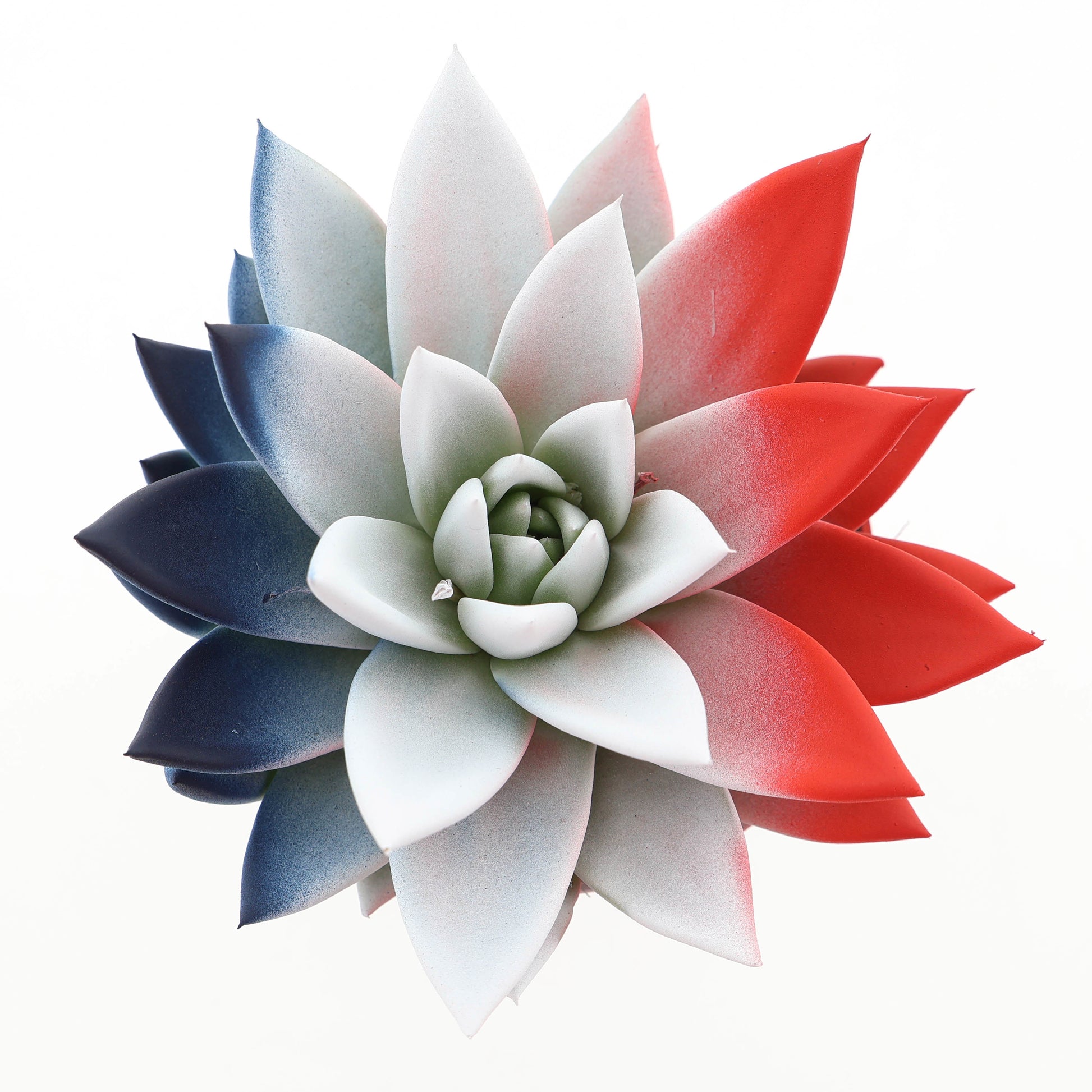 Euro Cactus Holland Bv Rainbow France Pack of 8