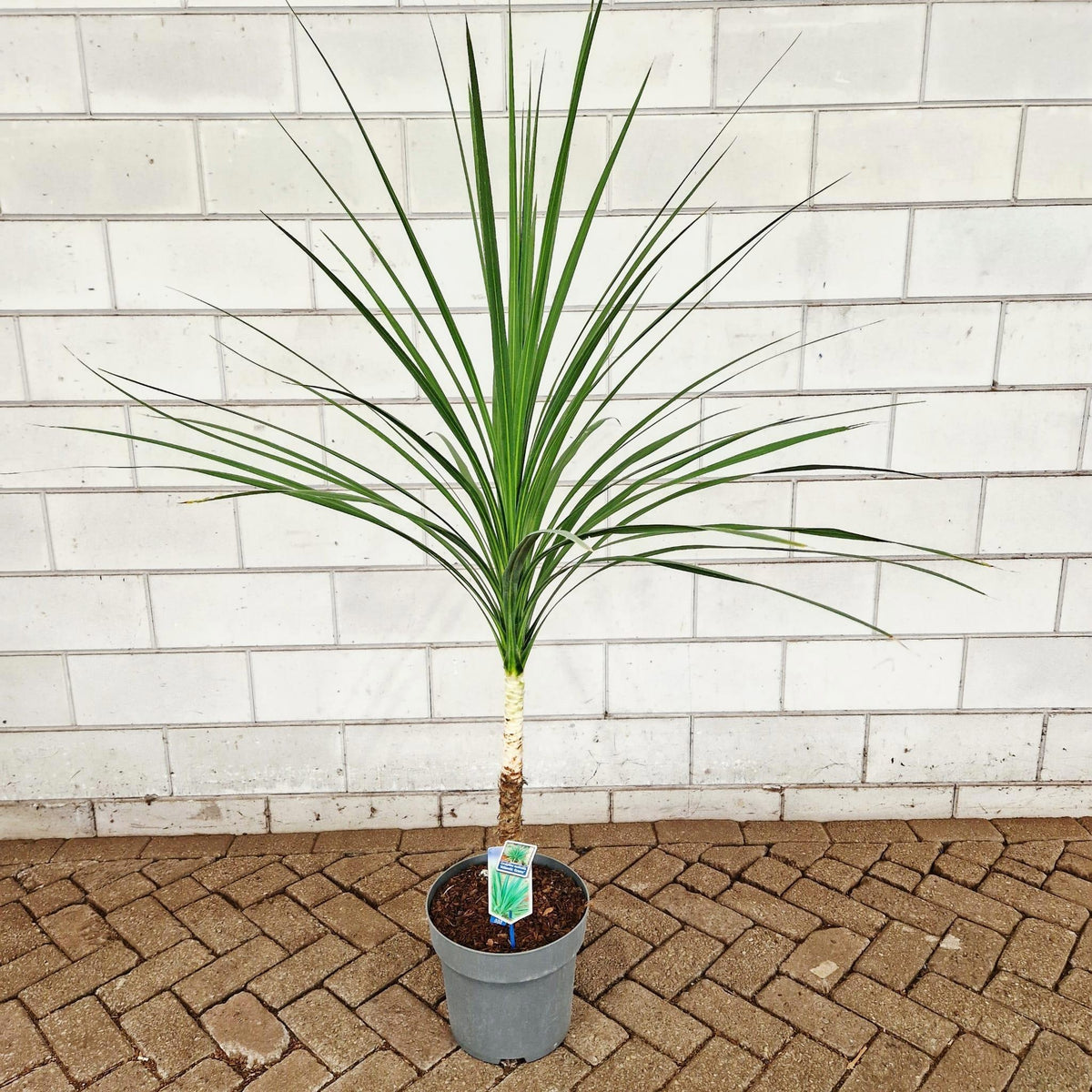 Cordyline 120cm 32cm Pot
