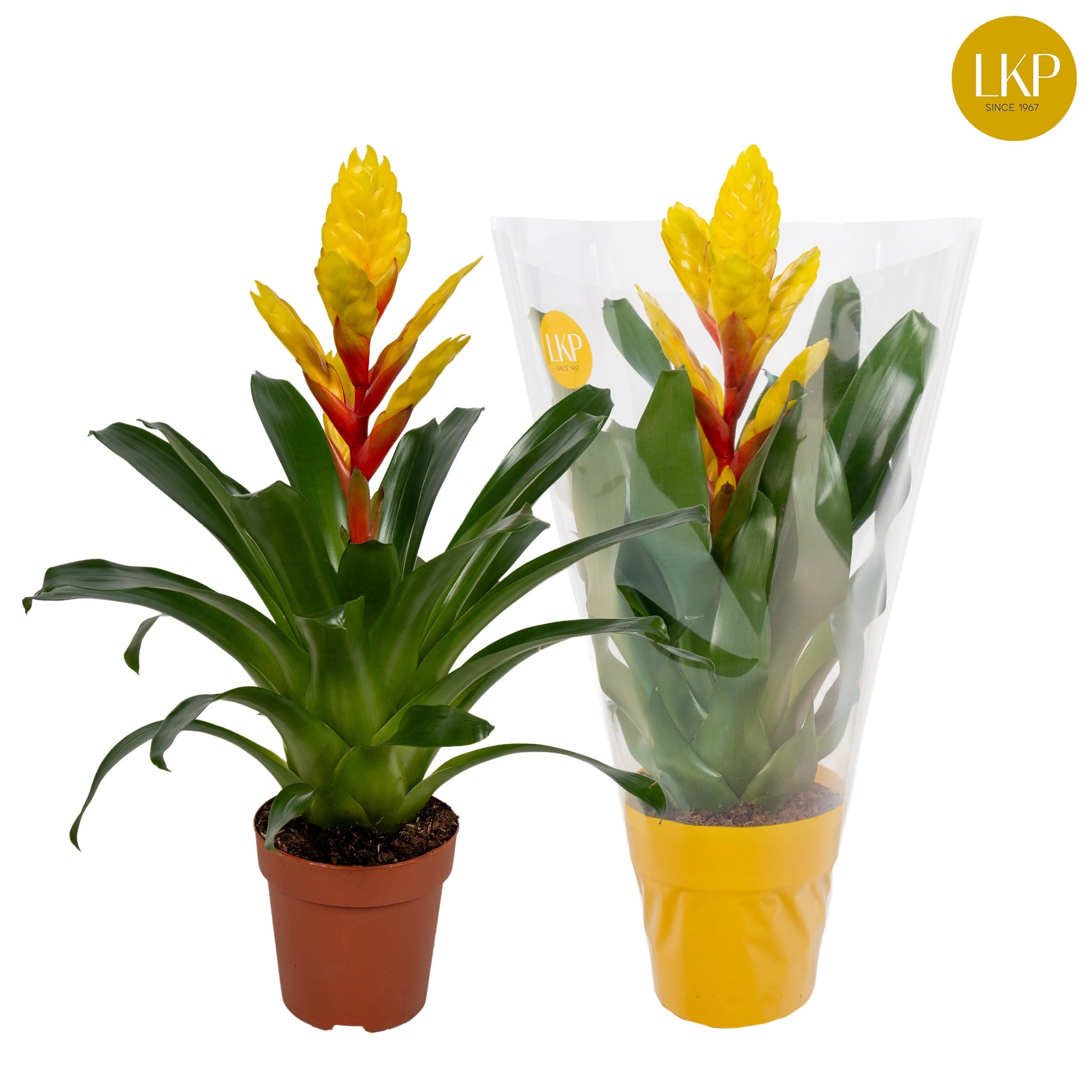 LKP plants Vriesea Intenso Yellow Pack of 10