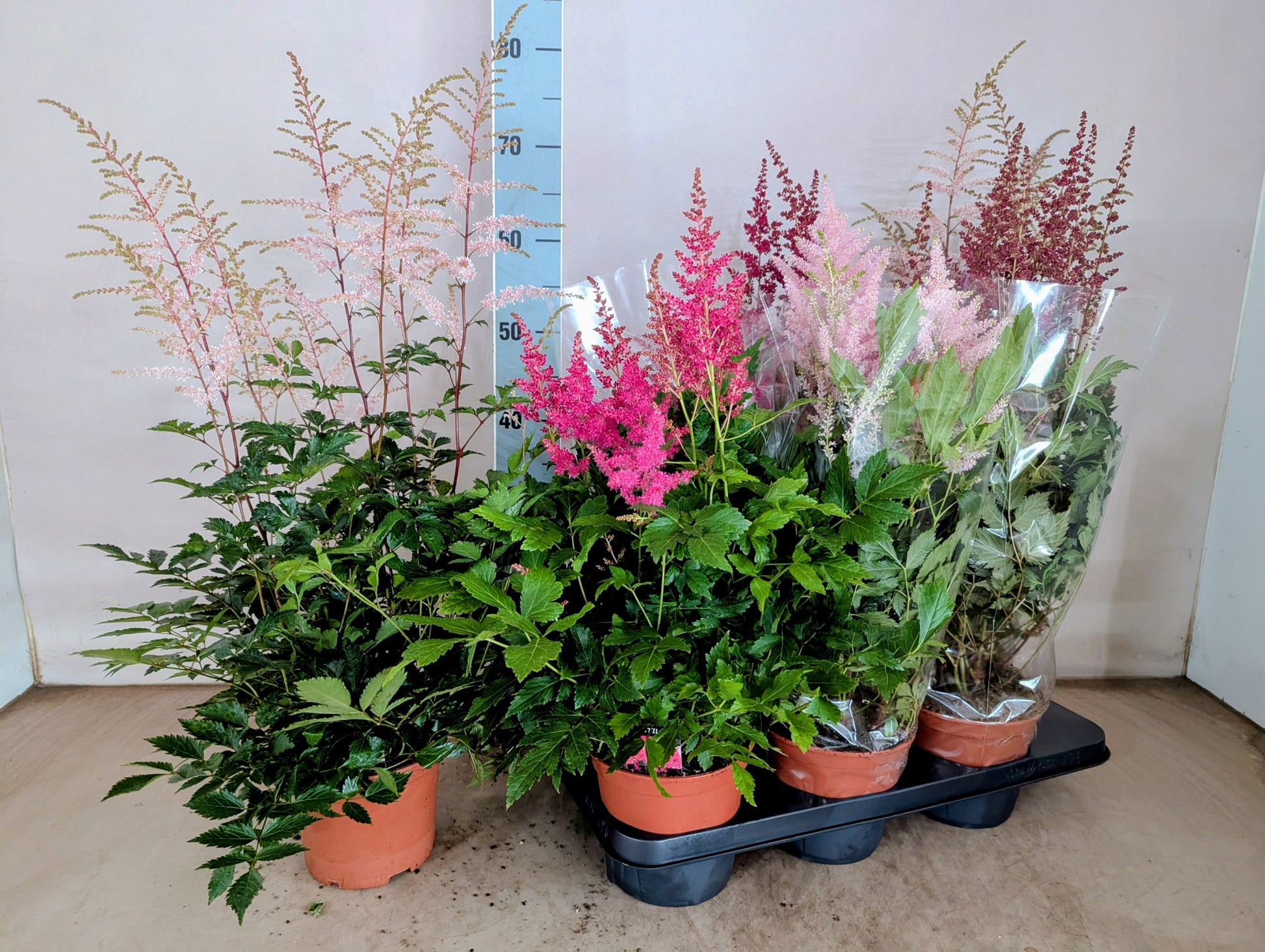 Astilbe mix 55cm 15cm Pot