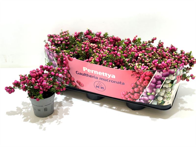 Gaultheria mucronata 15cm 10.5cm Pot