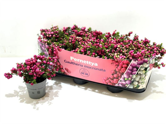 Gaultheria mucronata 15cm 10.5cm Pot