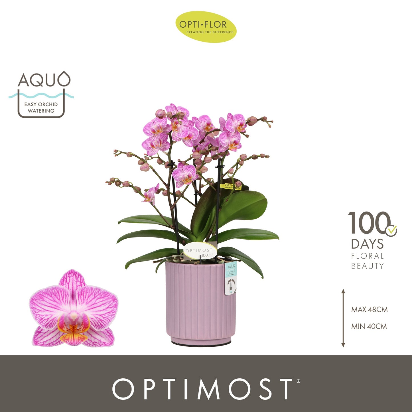 Phalaenopsis multiflora Honeybee 45cm 12cm Pot