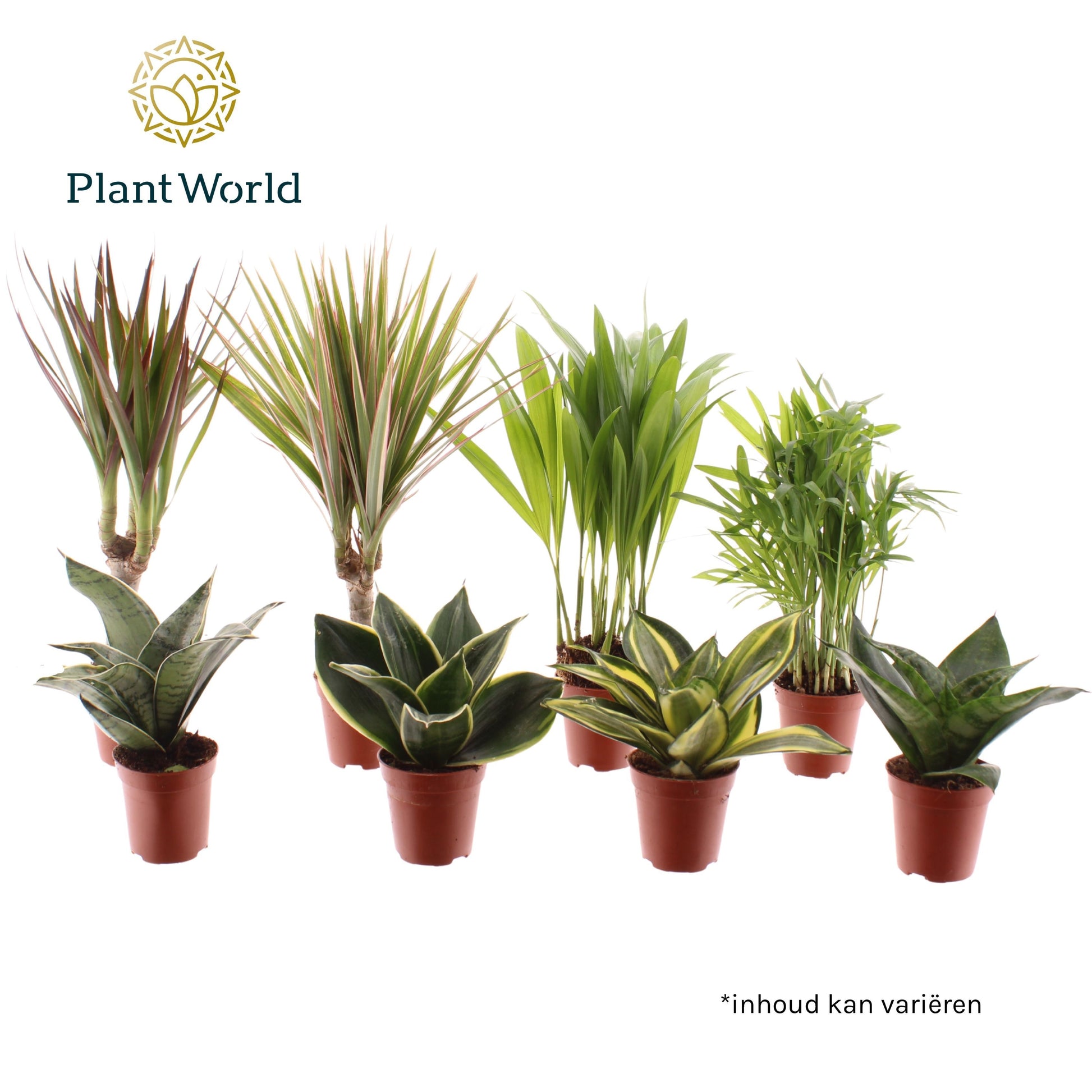Tiny Happy Family luxe mix 6-7 soorten 10cm 505cm Pot