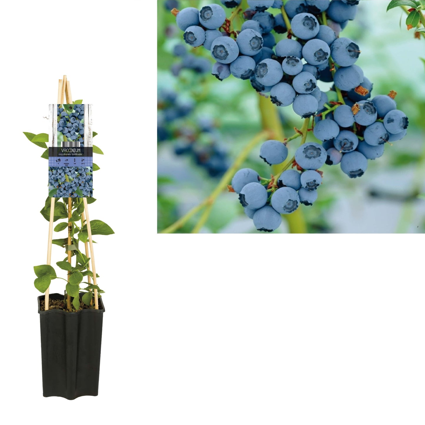 Vaccinium Goldtraube (Blueberry) 65cm 15cm Pot
