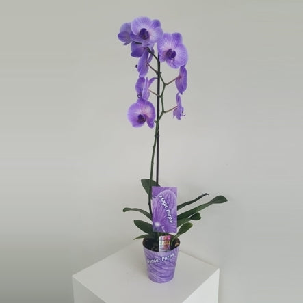 Phalaenopsis Hybrid 70cm 12cm Pot