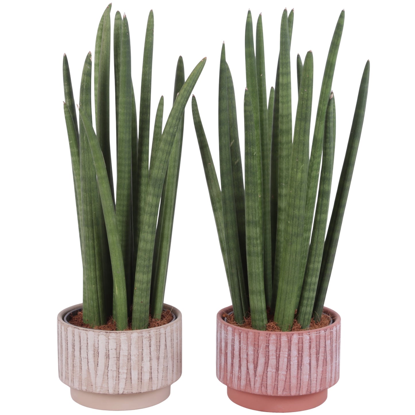 Sansevieria cylindrica 60cm 17cm Pot