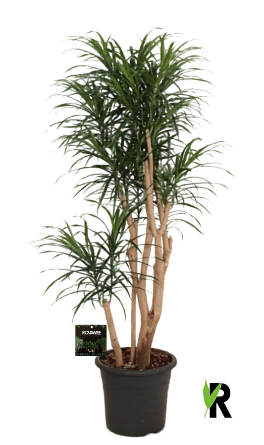 Dracaena reflexa 160cm 32cm Pot