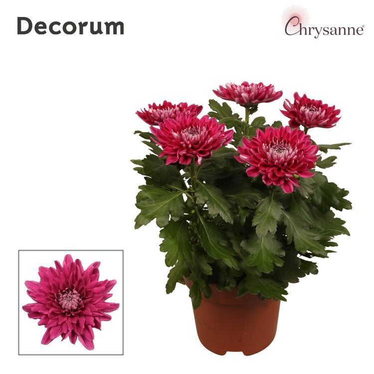 Chrysanthemum Zembla purple 35cm 17cm Pot