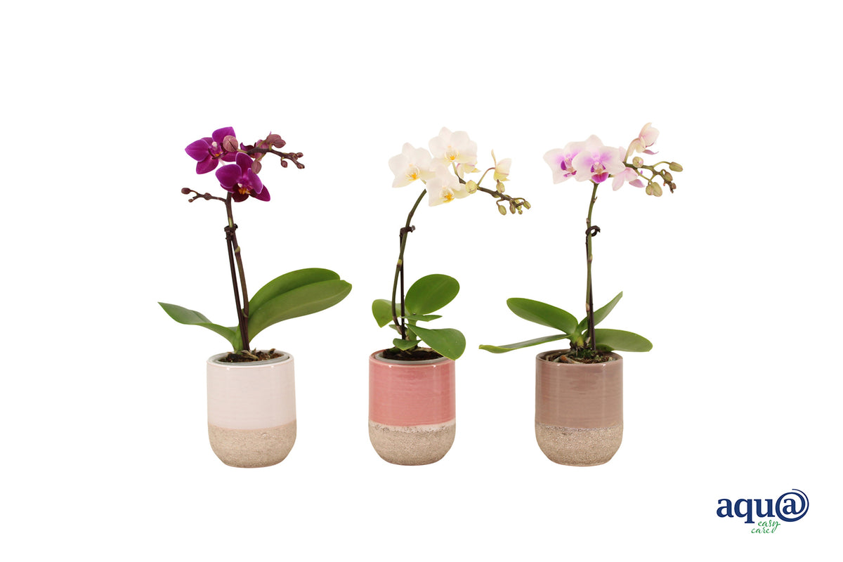 Phalaenopsis hybrid 17cm 6cm Pot