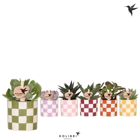 Succulent mix 13cm 6cm Pot