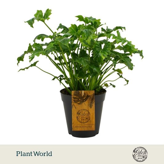 Philodendron scandens 45cm 15cm Pot