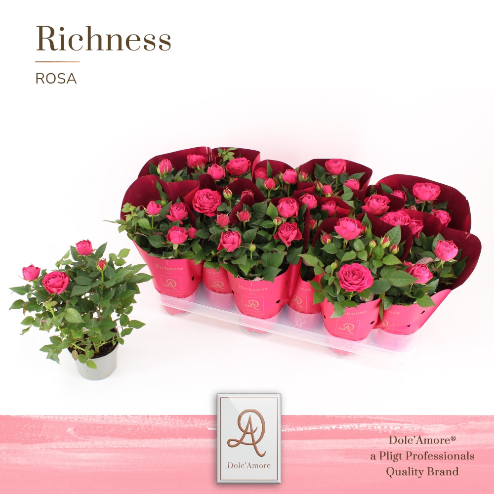 Rosa Infinnity Princess dark pink 25cm 510cm Pot