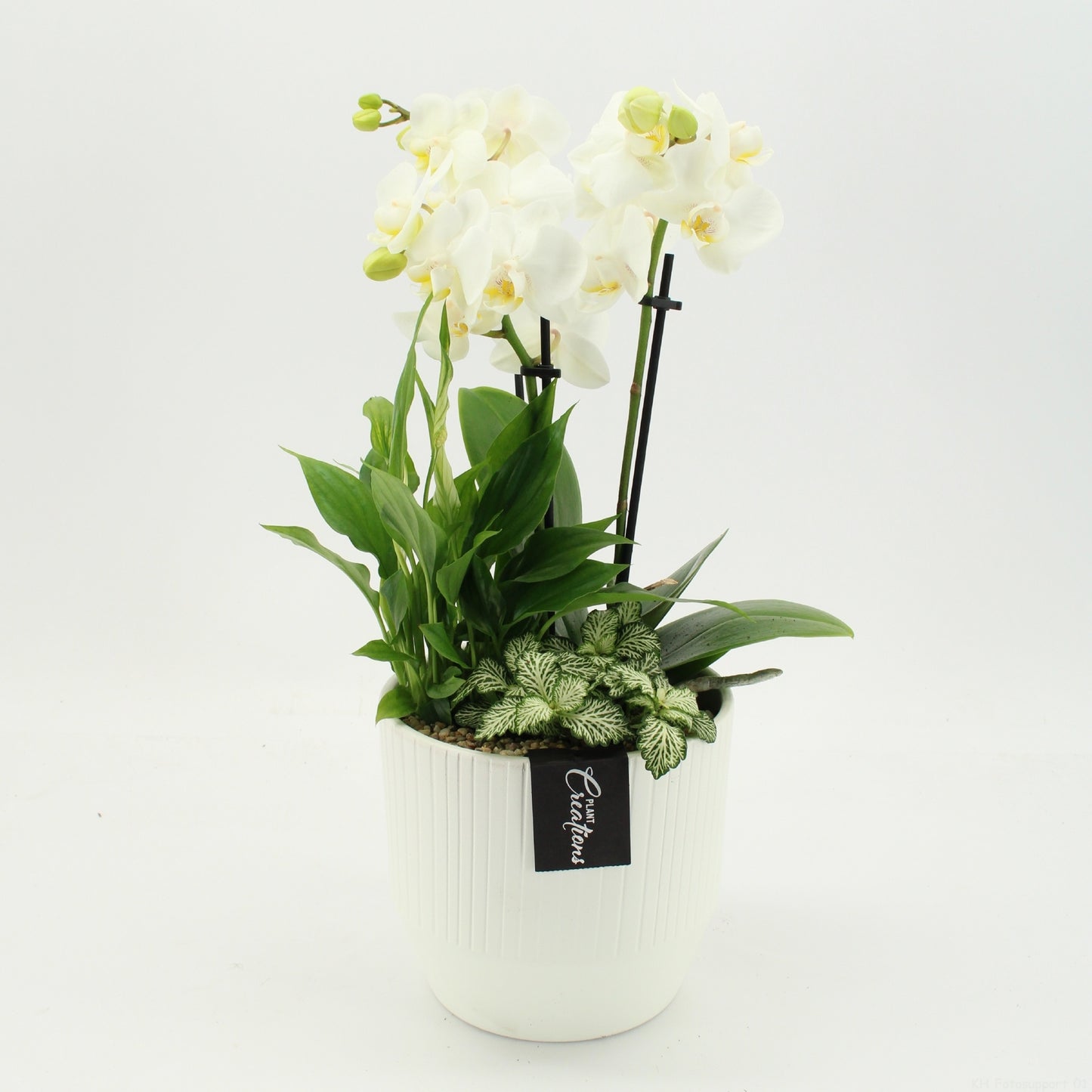Phalaenopsis arrangement 45cm 16cm Pot