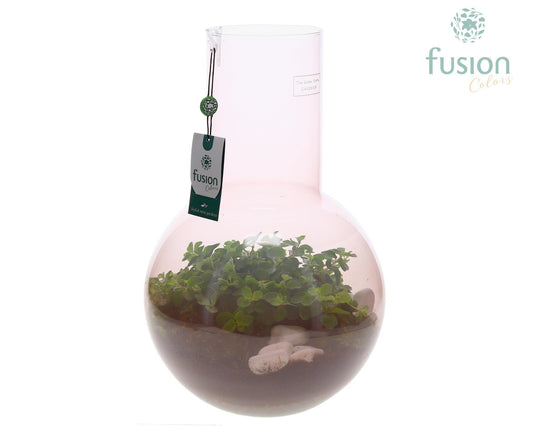 Green Bottle Suzanne Large Smoky Pink met Peperomia 43cm 26cm Pot