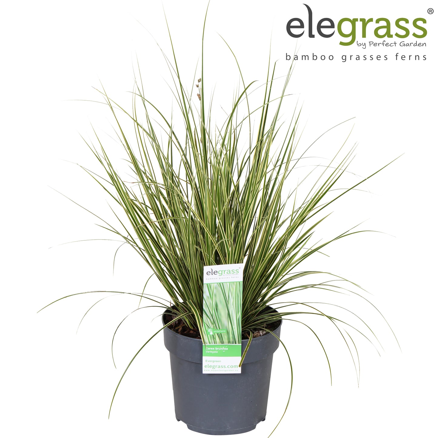 Carex bru. Variegata 40cm 14cm Pot