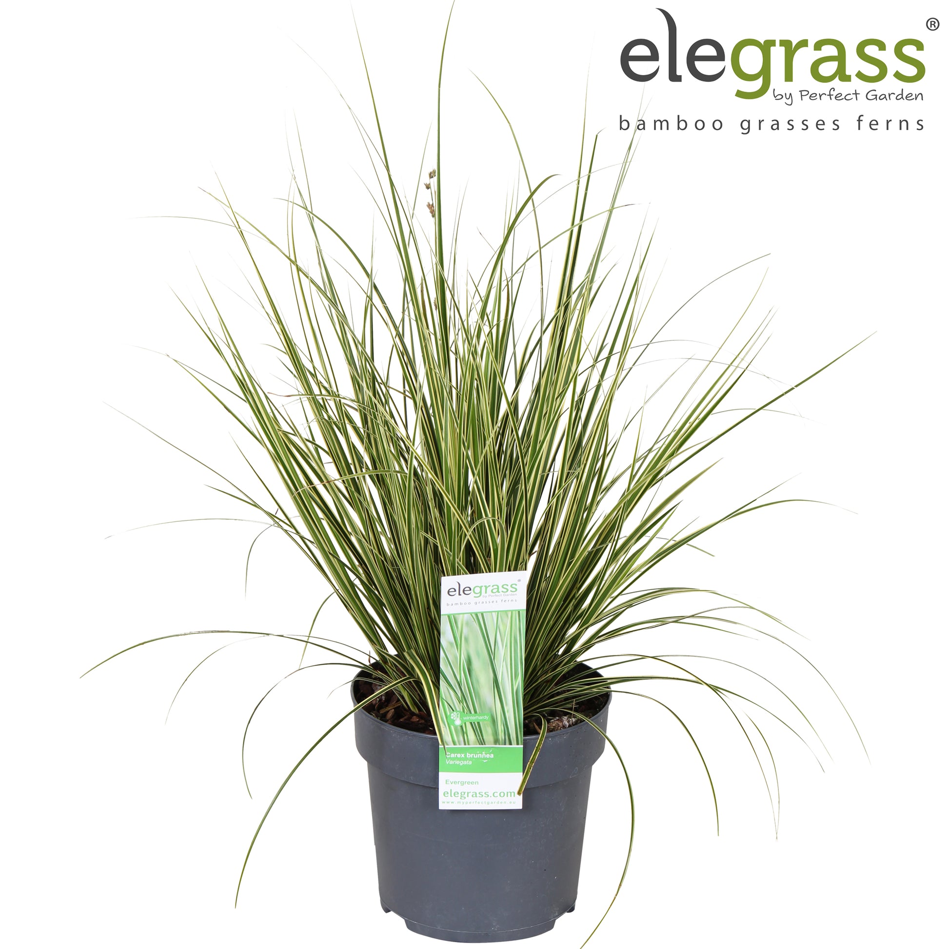 Carex bru. Variegata 40cm 14cm Pot