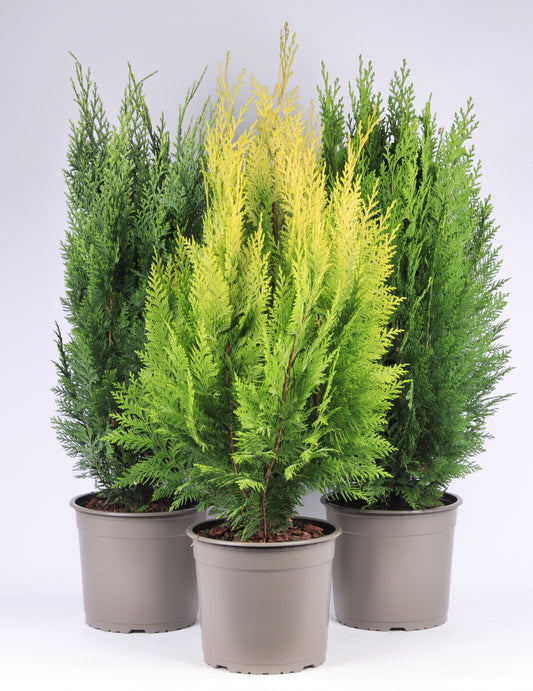 Chamaecyparis 70cm 23cm Pot