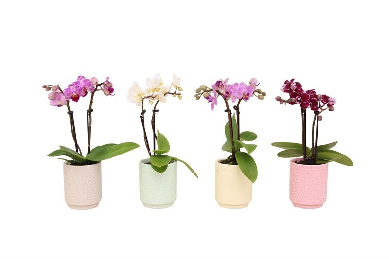 Phalaenopsis hybrid 17cm 6cm Pot