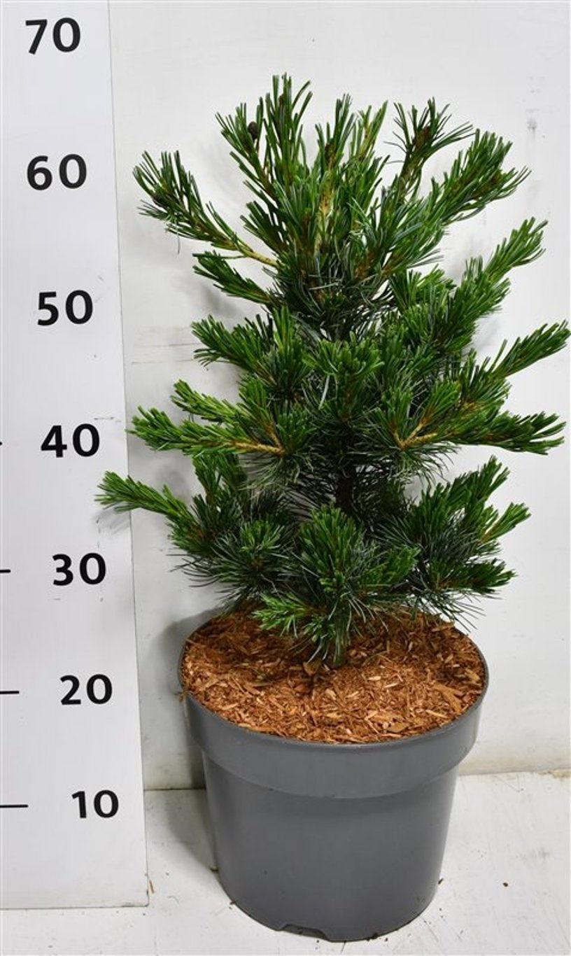 Pinus par. Negishi 65cm 26cm Pot