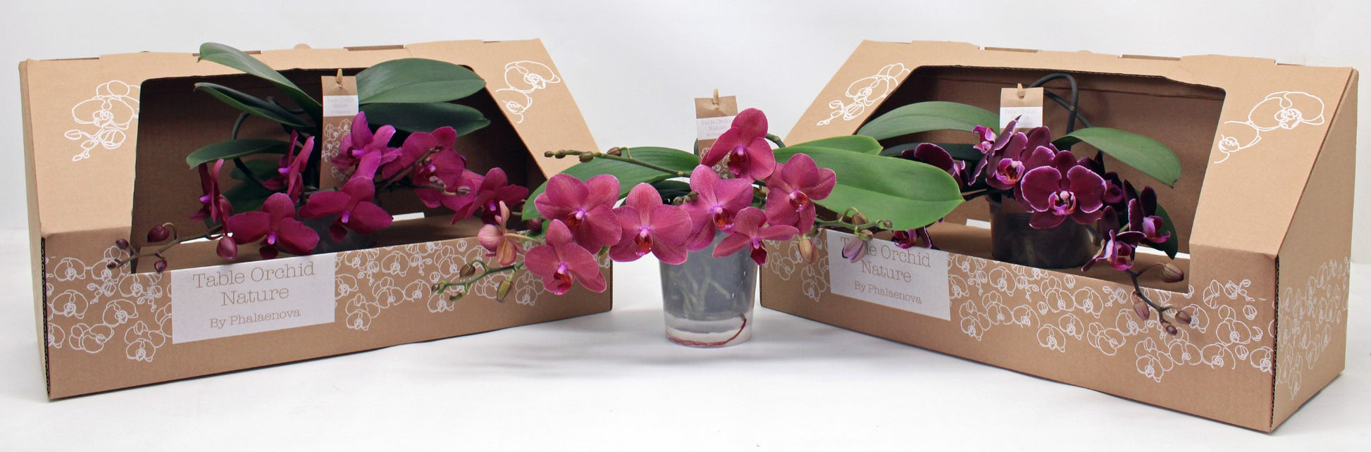 Phalaenopsis red 35cm 12cm Pot