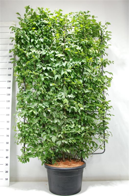 Carpinus betulus 250cm 52cm Pot