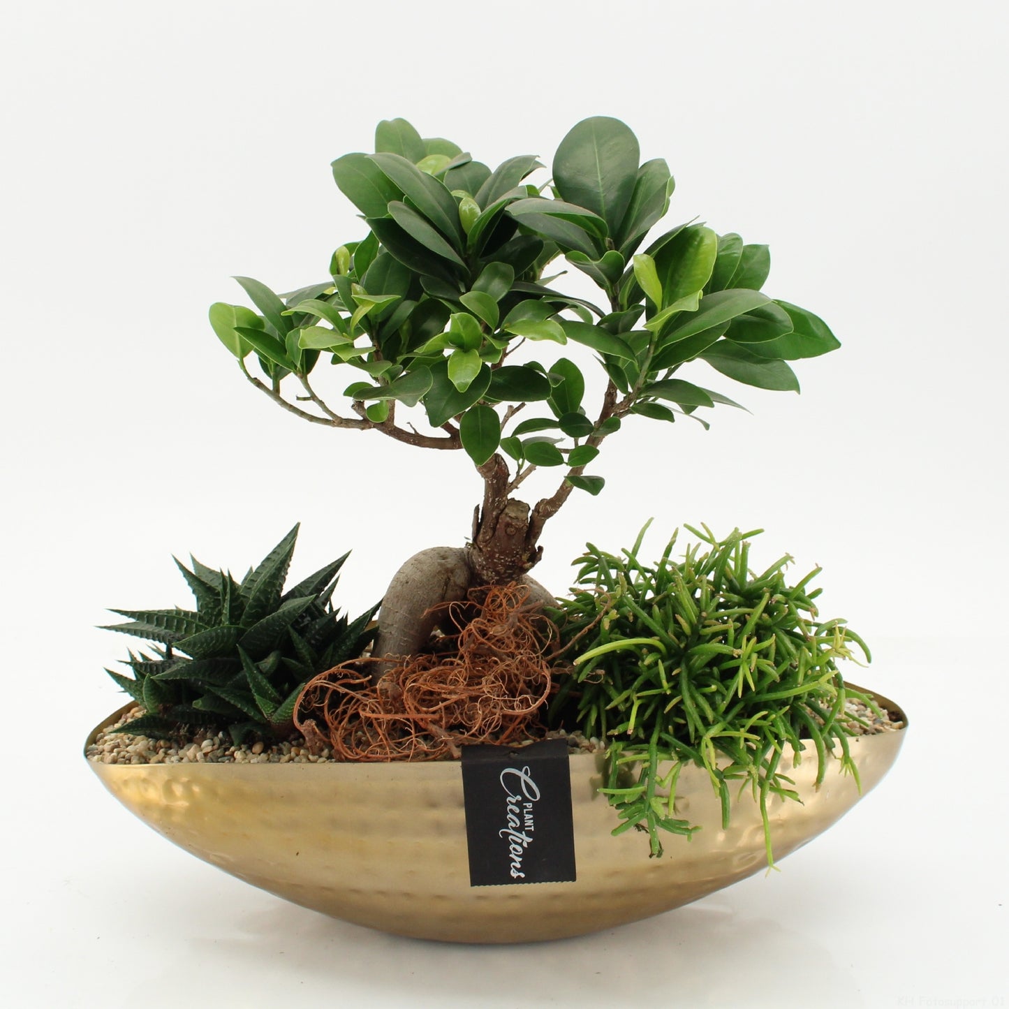 Indoor green arrangement 35cm 35cm Pot