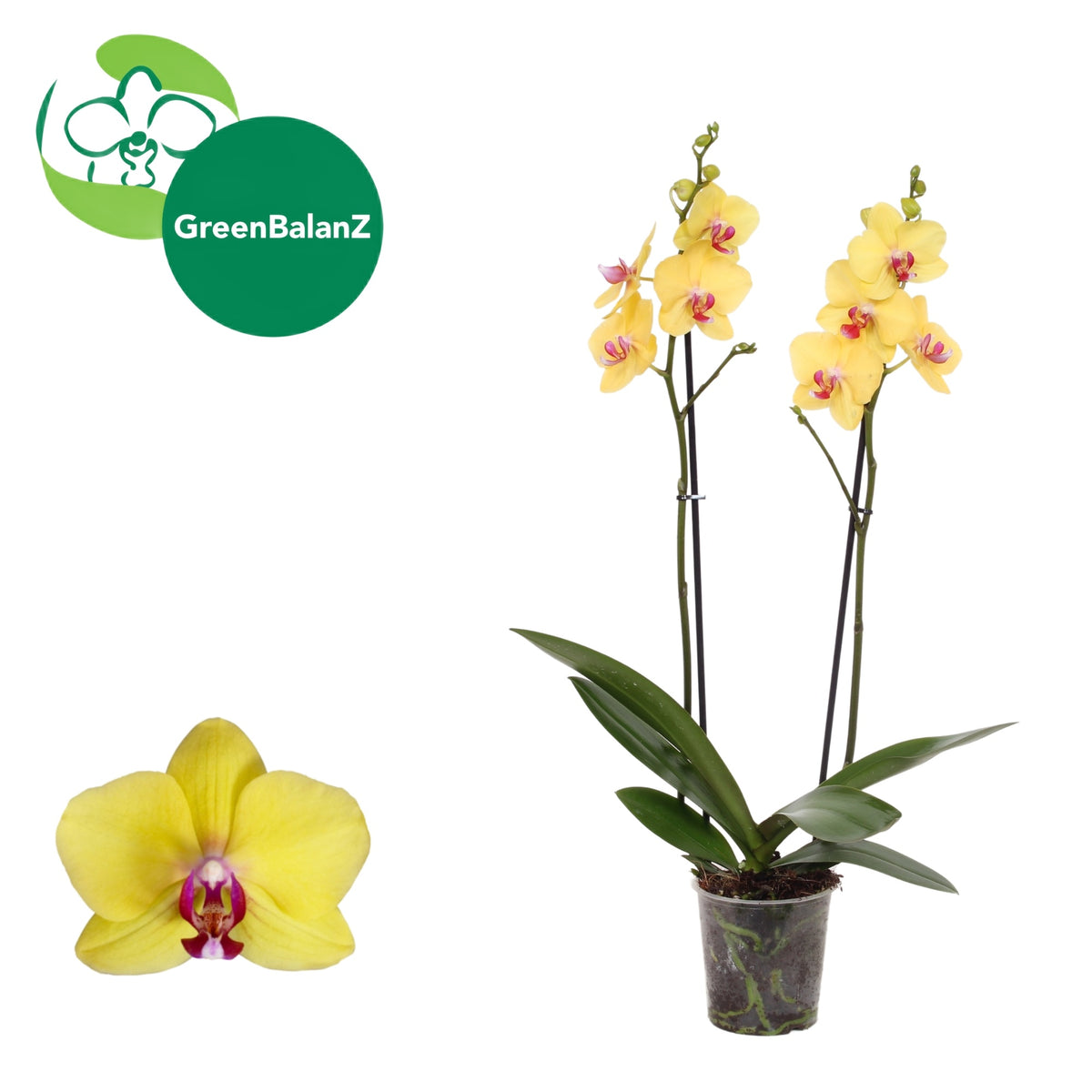 Phalaenopsis Modena 55cm 12cm Pot