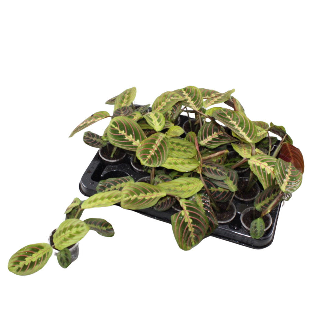 Maranta Fascinator 12cm 6cm Pot