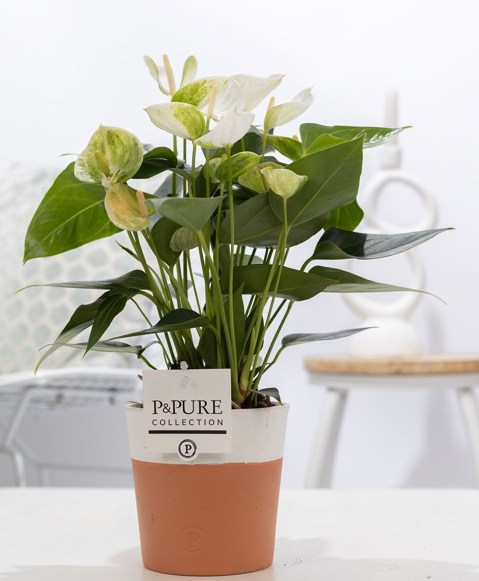 Anthurium andraeanum 45cm 12cm Pot