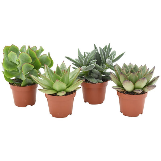 Succulent mix 9cm 6cm Pot