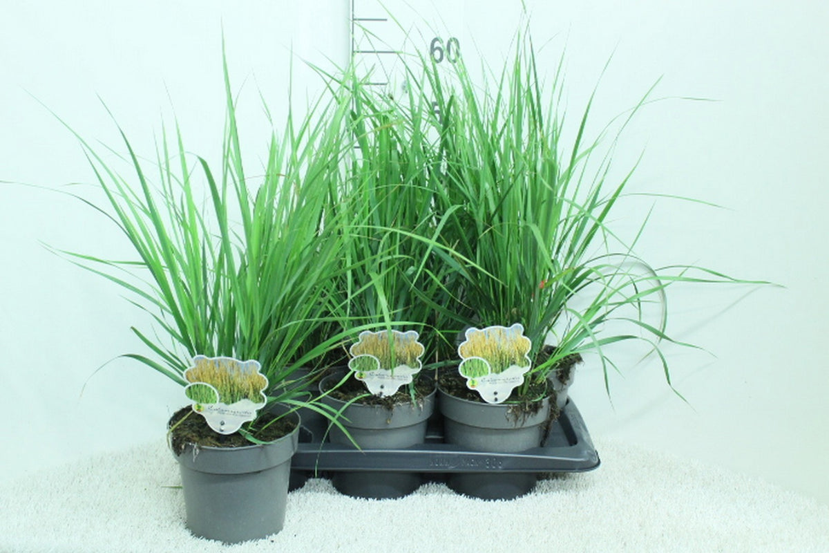 Calamagrostis Karl Foerster 65cm 17cm Pot