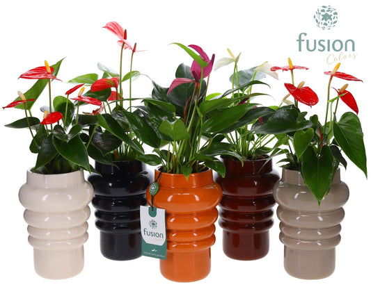 Keramiek ribbelpot met Anthurium 43cm 12cm Pot