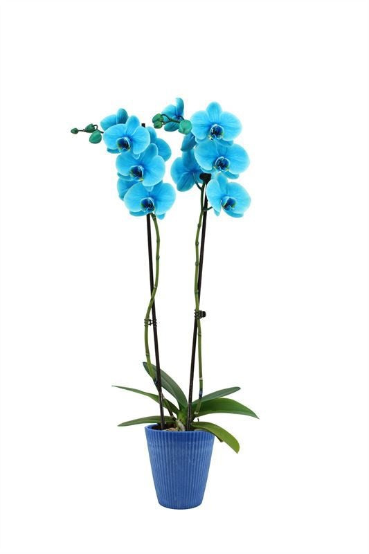 Phalaenopsis Hybrid 55cm 12cm Pot