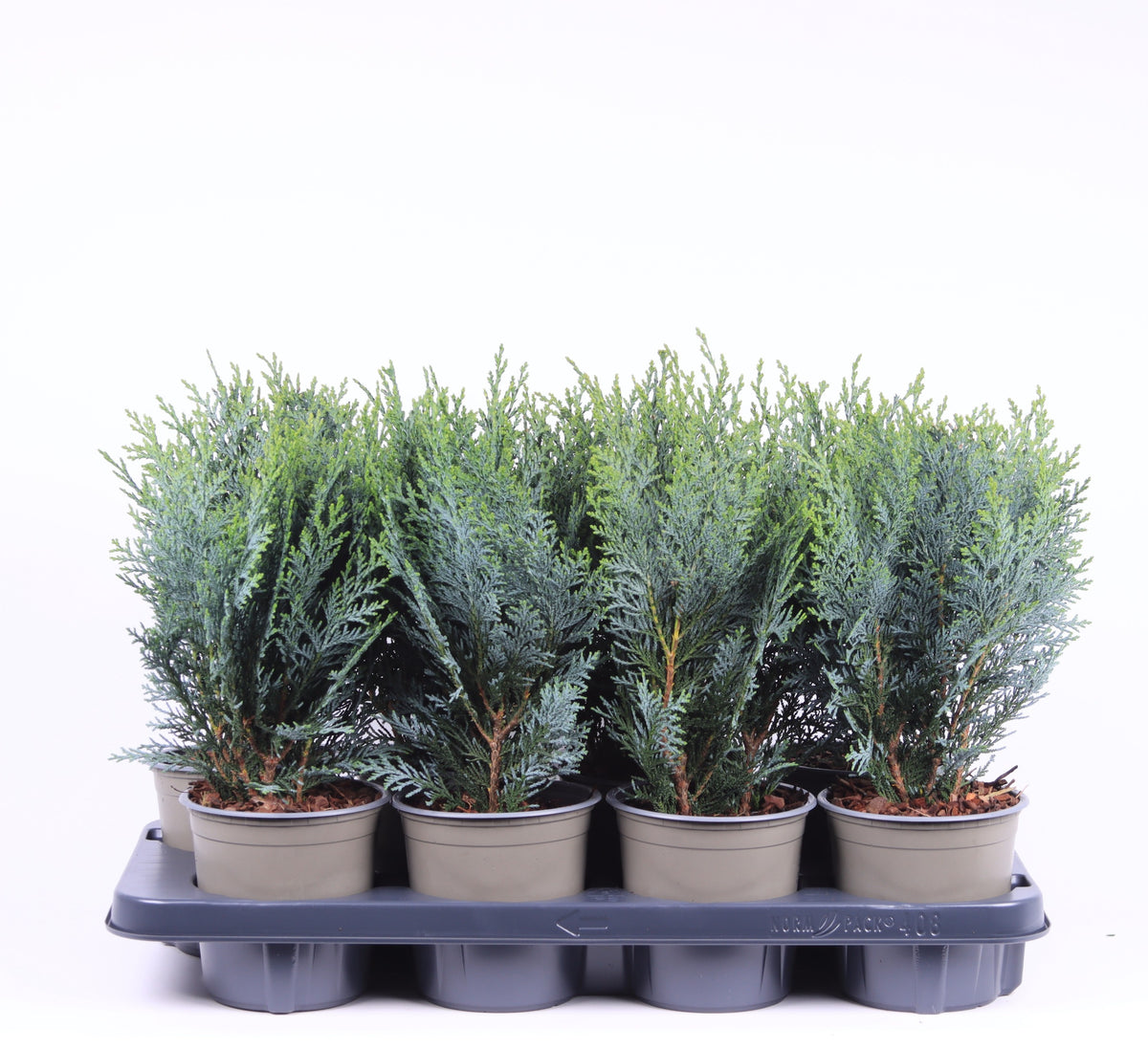 Chamaecyparis Pelt's Blue 40cm 13cm Pot