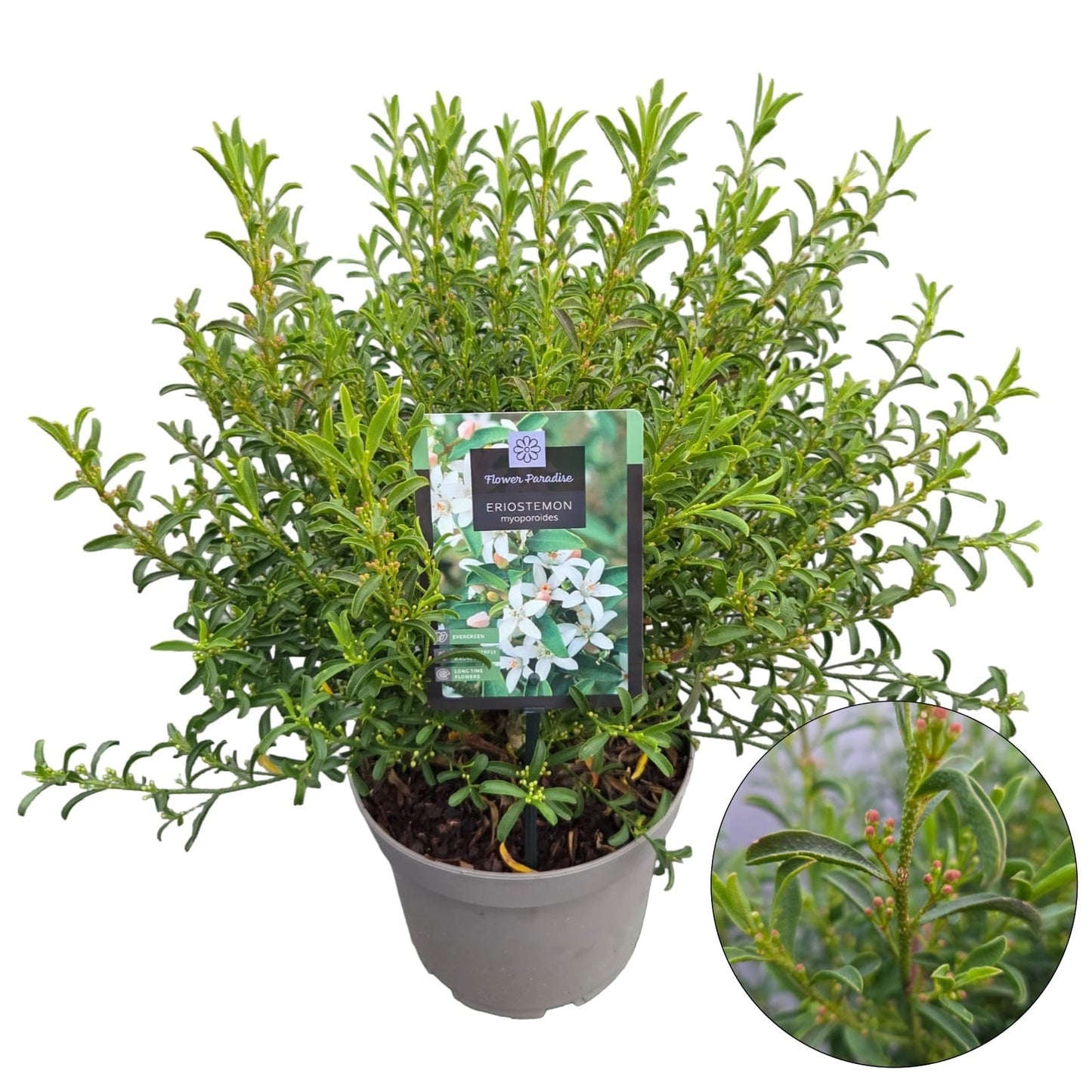 Eriostemon myoporoides 60cm 23cm Pot